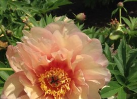 garden candy® evie jane4